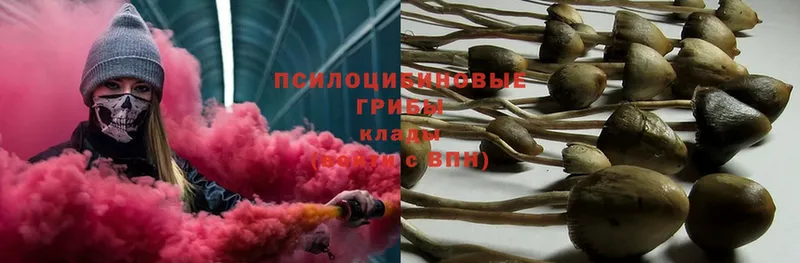 Галлюциногенные грибы Psilocybe  Кириши 